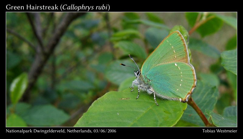 Green Hairstreak (Callophrys rubi)