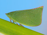 Green Planthopper (Siphanta acuta Complex)