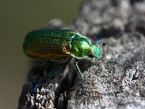 Green Spring Beetle (Diphucephala edwardsii)