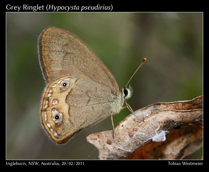 Grey Ringlet (Hypocysta pseudirius)