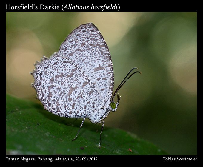 Horsfield’s Darkie (Allotinus horsfieldi)