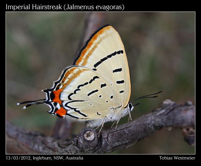 Imperial Hairstreak (Jalmenus evagoras)