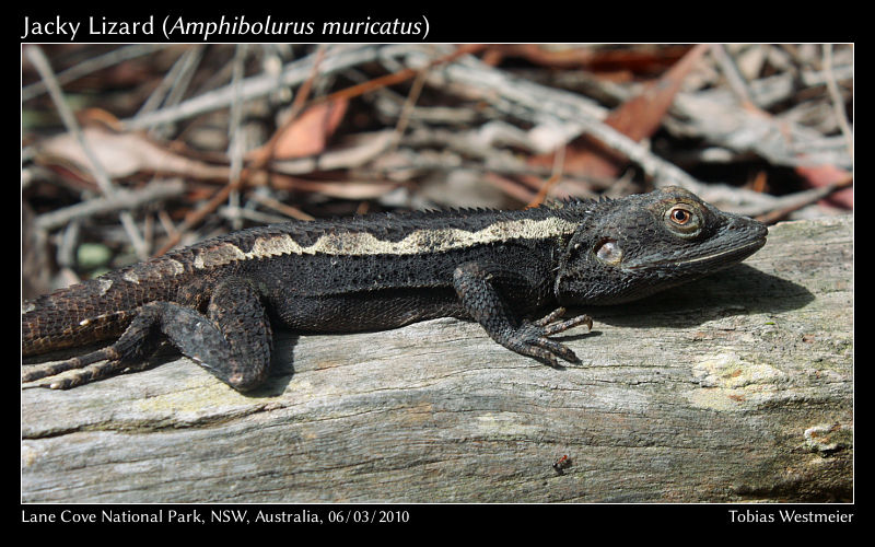 Jacky Lizard (Amphibolurus muricatus)