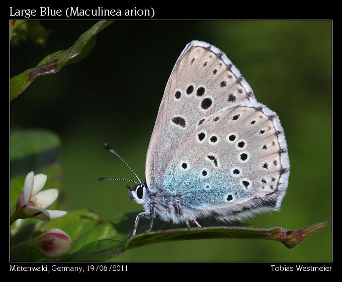 Large Blue (Maculinea arion)