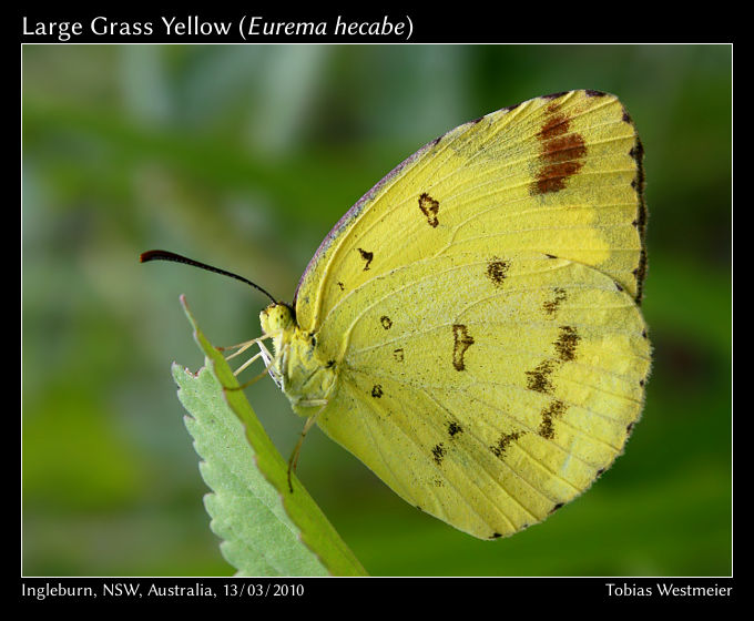 Large Grass Yellow (Eurema hecabe)