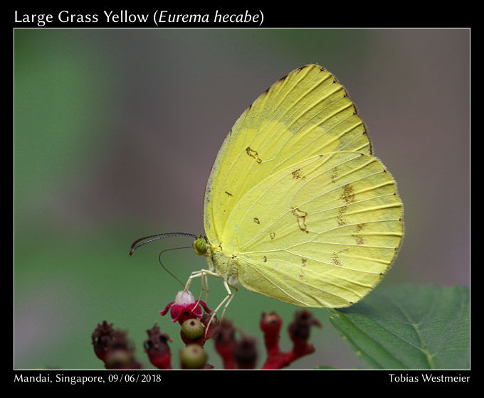 Large Grass Yellow (Eurema hecabe)