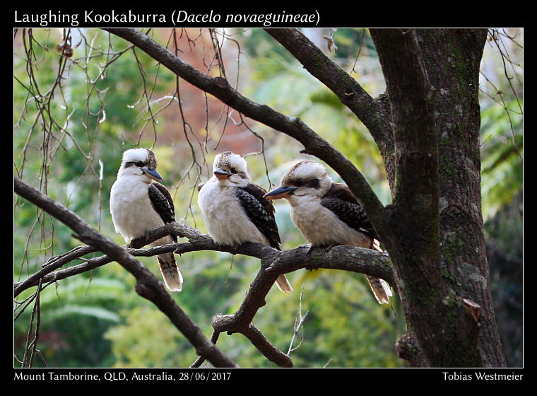 Laughing Kookaburra (Dacelo novaeguineae)