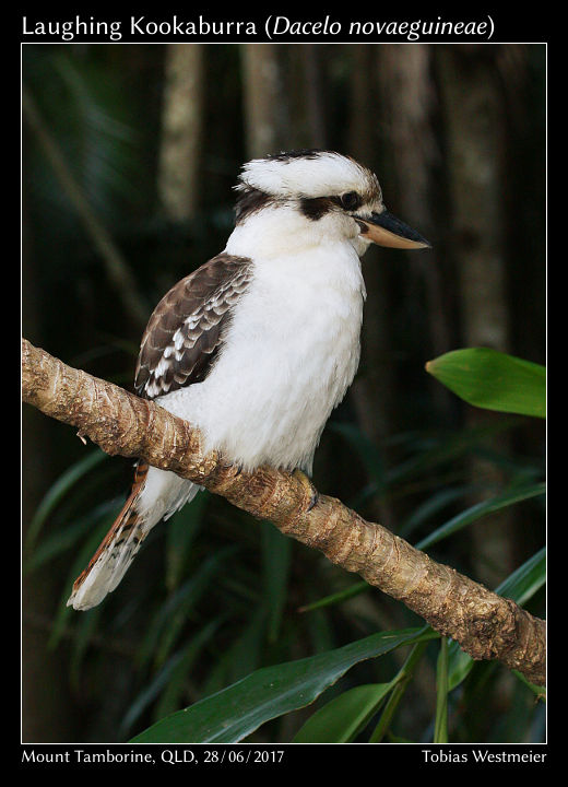 Laughing Kookaburra (Dacelo novaeguineae)