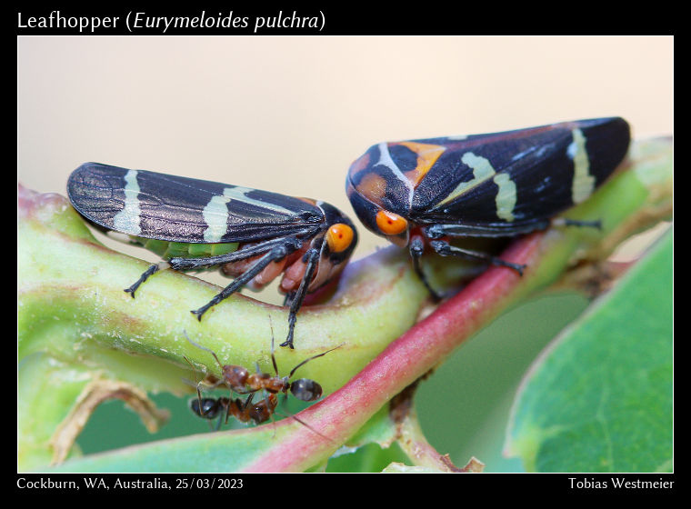 Leafhopper (Eurymeloides pulchra)