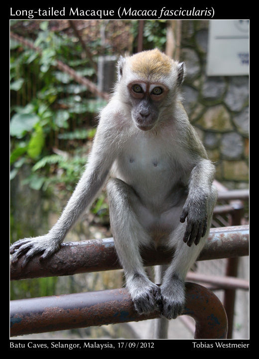 Long-tailed Macaque (Macaca fascicularis)