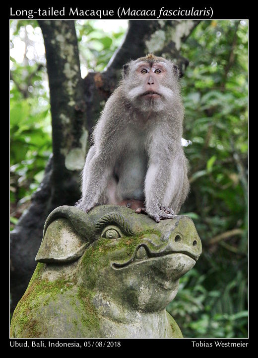 Long-tailed Macaque (Macaca fascicularis)