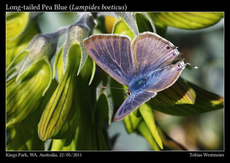 Long-tailed Pea Blue (Lampides boeticus)