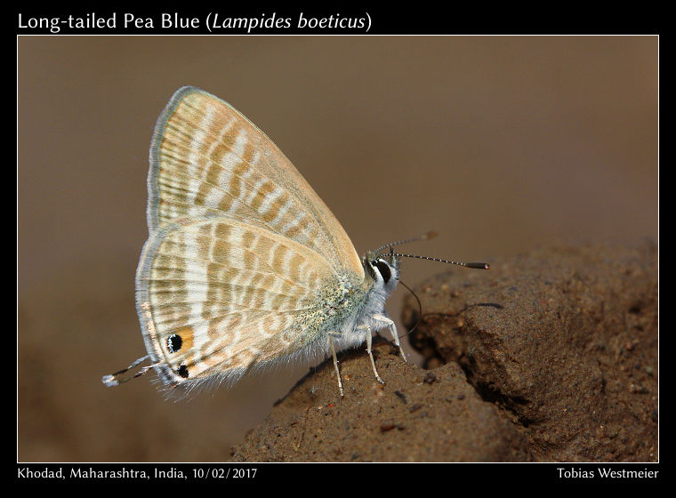 Long-tailed Pea Blue (Lampides boeticus)