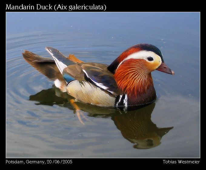 Mandarin Duck (Aix galericulata)