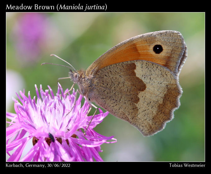 Meadow Brown (Maniola jurtina)