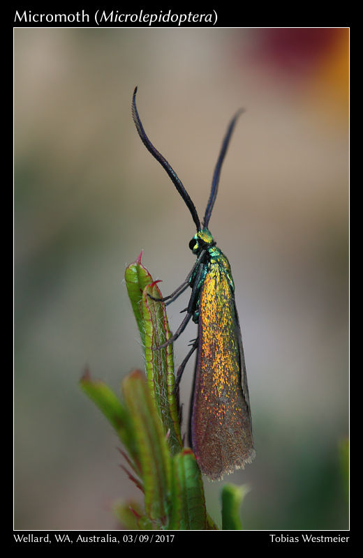 Micromoth (Microlepidoptera)