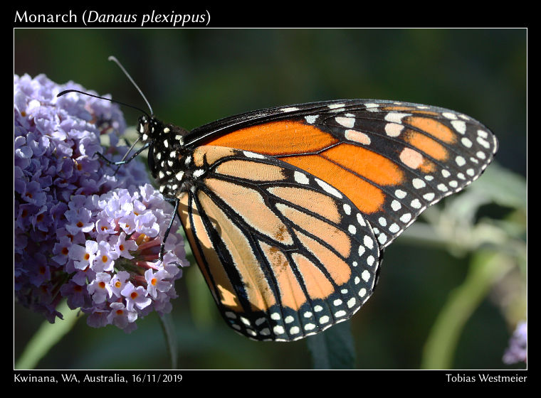 Monarch (Danaus plexippus)