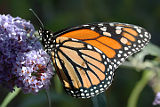 Monarch (Danaus plexippus)