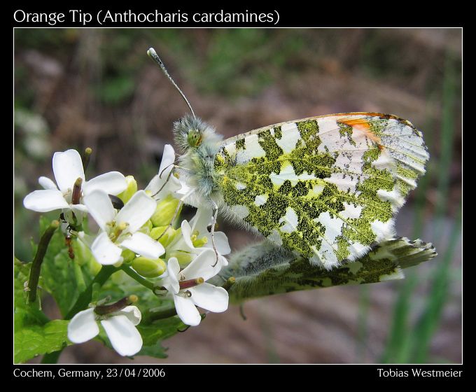 Orange Tip (Anthocharis cardamines)