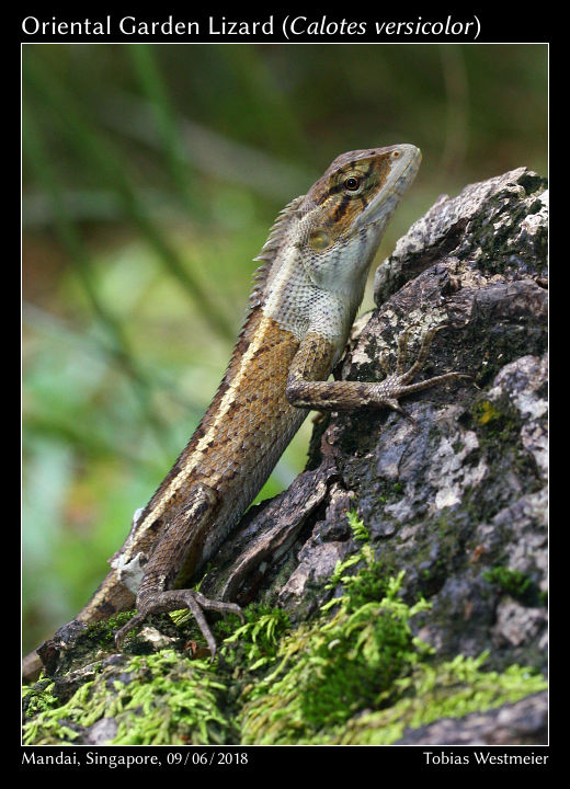 Oriental Garden Lizard (Calotes versicolor)