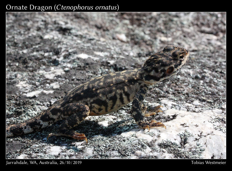 Ornate Dragon (Ctenophorus ornatus)