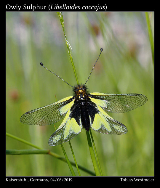 Owly Sulphur (Libelloides coccajus)
