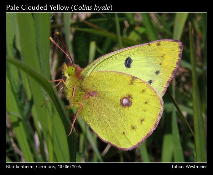 Pale Clouded Yellow (Colias hyale)