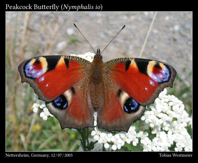 Peacock Butterfly (Nymphalis io)