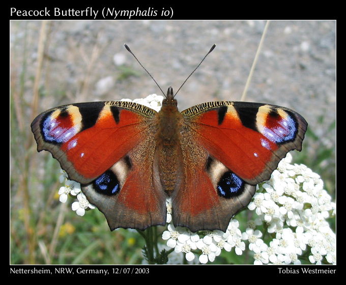 Peacock Butterfly (Nymphalis io)