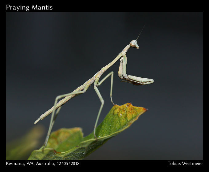 Praying Mantis