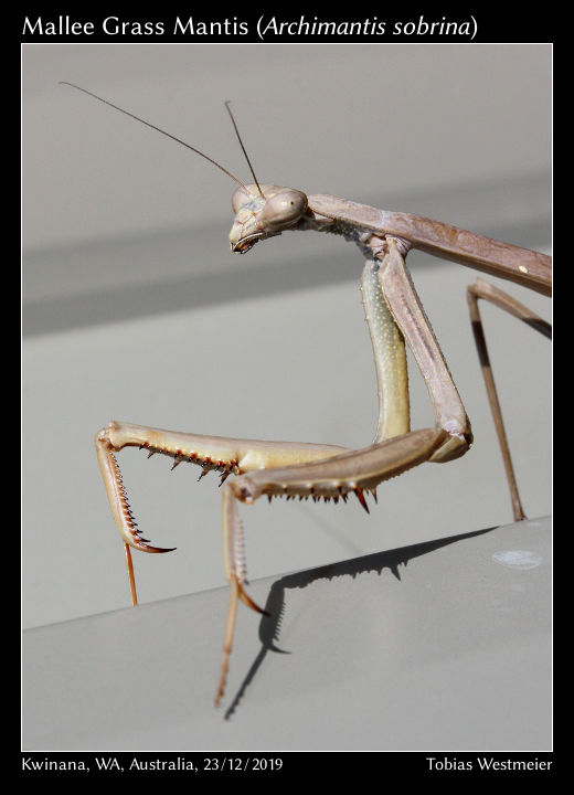 Mallee Grass Mantis (Archimantis sobrina)