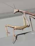Mallee Grass Mantis (Archimantis sobrina)