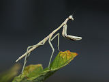 Praying Mantis