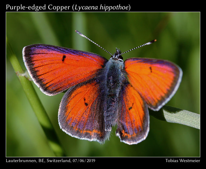 Purple-edged Copper (Lycaena hippothoe)