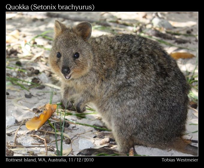 Quokka (Setonix brachyurus)