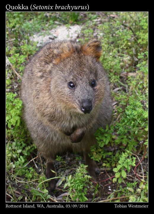 Quokka (Setonix brachyurus)