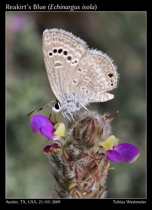 Reakirt’s Blue (Echinargus isola)