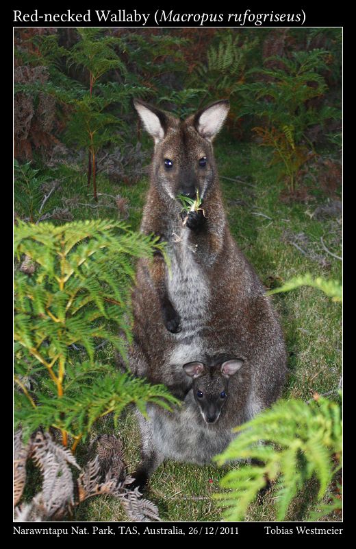 Red-necked Wallaby (Macropus rufogriseus)