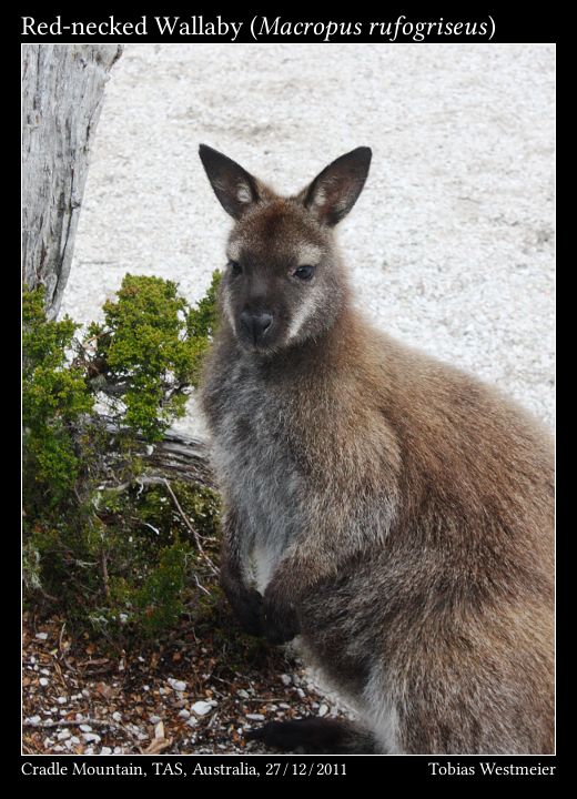 Red-necked Wallaby (Macropus rufogriseus)