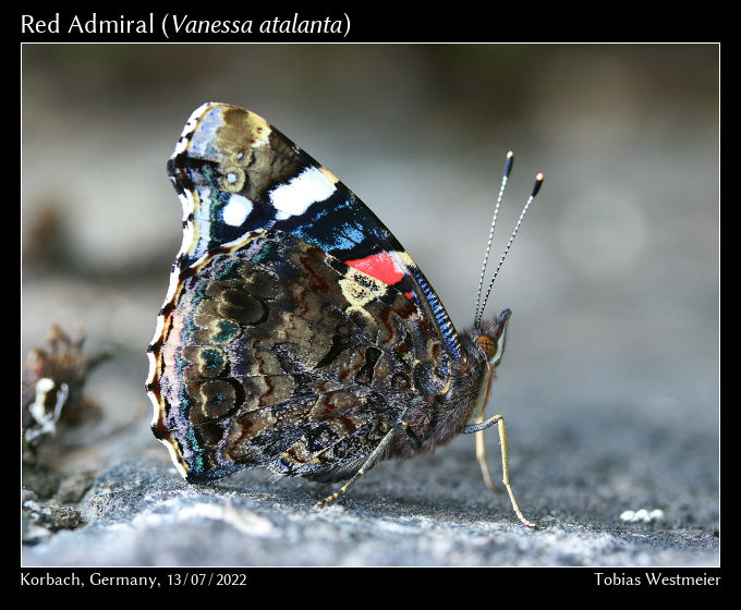 Red Admiral (Vanessa atalanta)