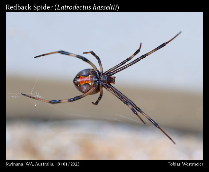 Redback Spider (Latrodectus hasseltii)