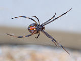 Redback Spider (Latrodectus hasseltii)