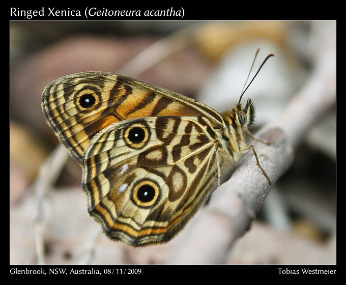 Ringed Xenica (Geitoneura acantha)