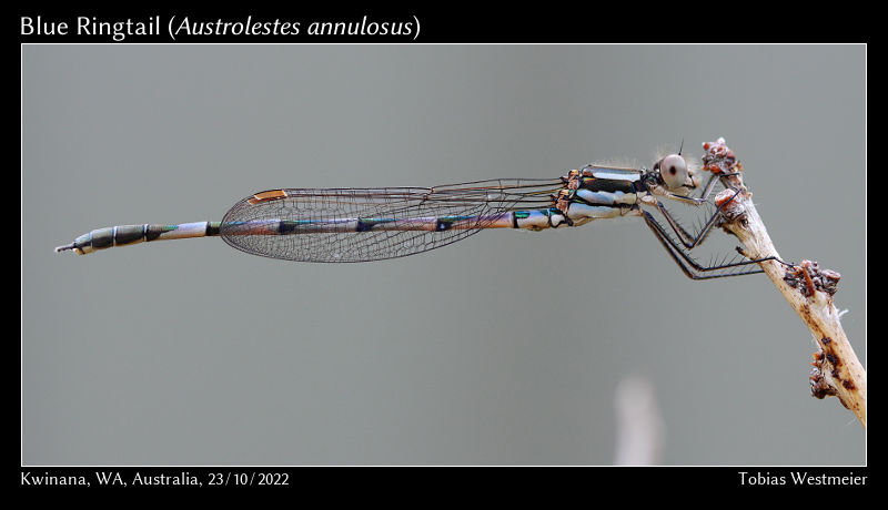 Blue Ringtail (Austrolestes annulosus)