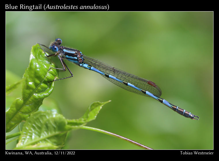 Blue Ringtail (Austrolestes annulosus)