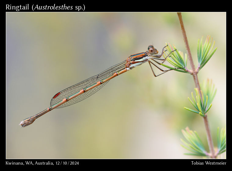Slender Ringtail (Austrolestes analis)