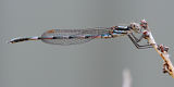 Blue Ringtail (Austrolestes annulosus)