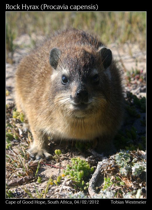 Rock Hyrax (Procavia capensis)