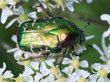 Rose Chafer (Cetonia aurata)