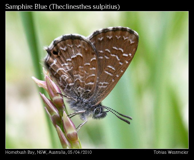 Samphire Blue (Theclinesthes sulpitius)